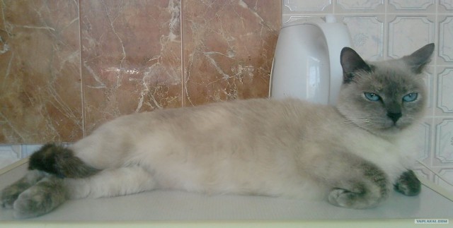 Котовторник на ЯПе