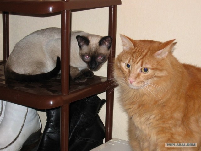Кот Нельсон