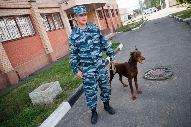 Собаки МВД