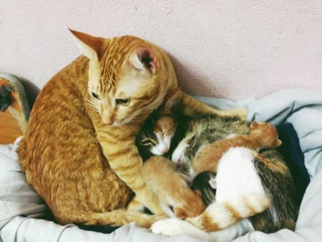 Немного милоты