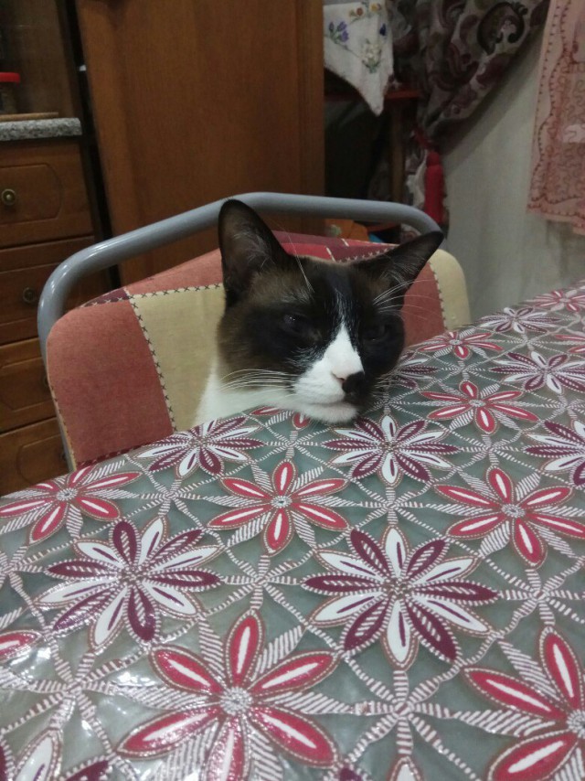 Немного милоты