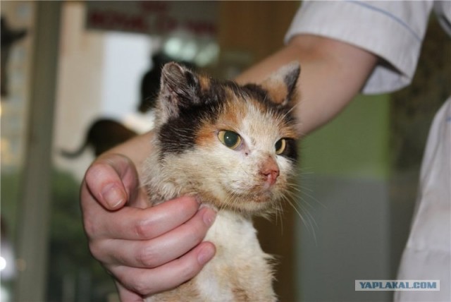 Котовторник 1.11.11