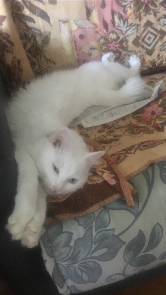 Странная кошачья логика, которую человеку никогда не постичь