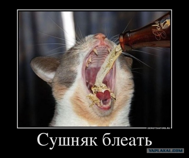 Петрович займи опохмелиться!