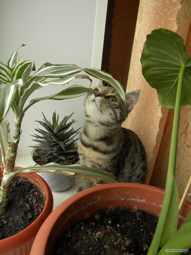 Котовторник 10.04.2012