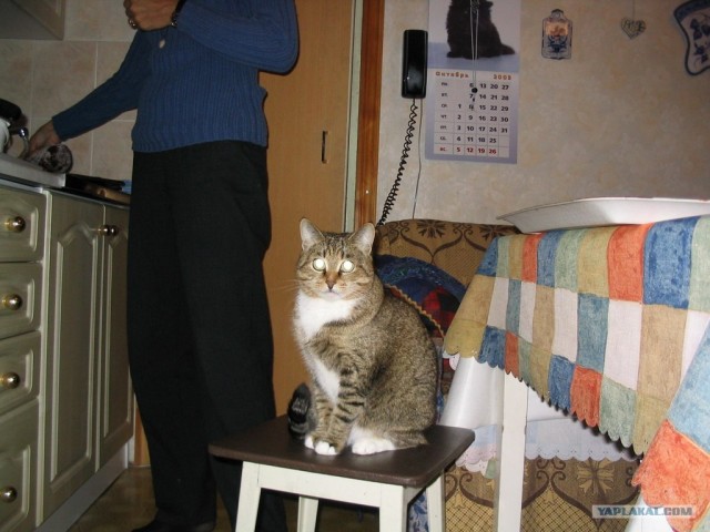 Котовторник 24.04.2012