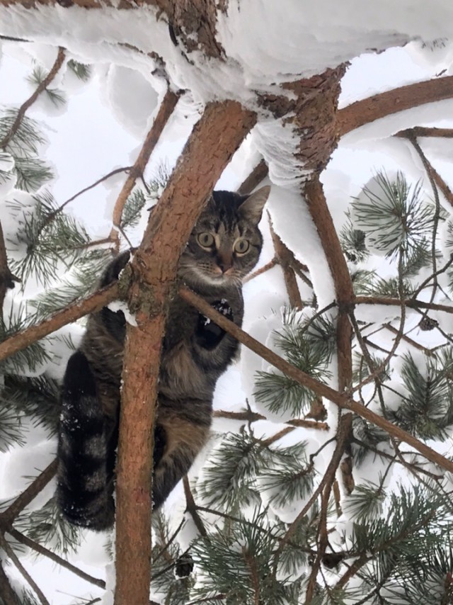 Прикольных котов пост