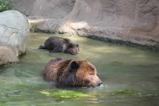 Не люблю папарацци!
