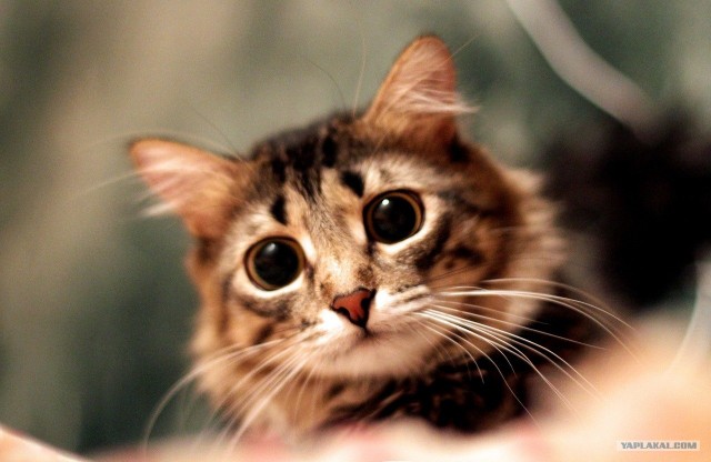 Котовторник   5.06.2012