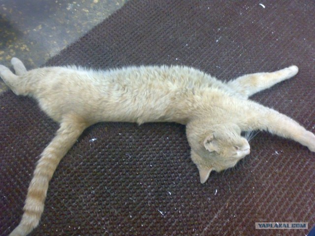 Котовторник  19.06.2012