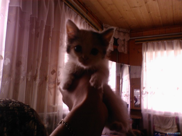 Новогодний Котовторник 01.01.2013