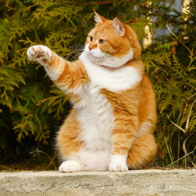 Котовторник однако