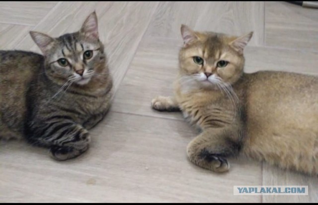 Котовторник