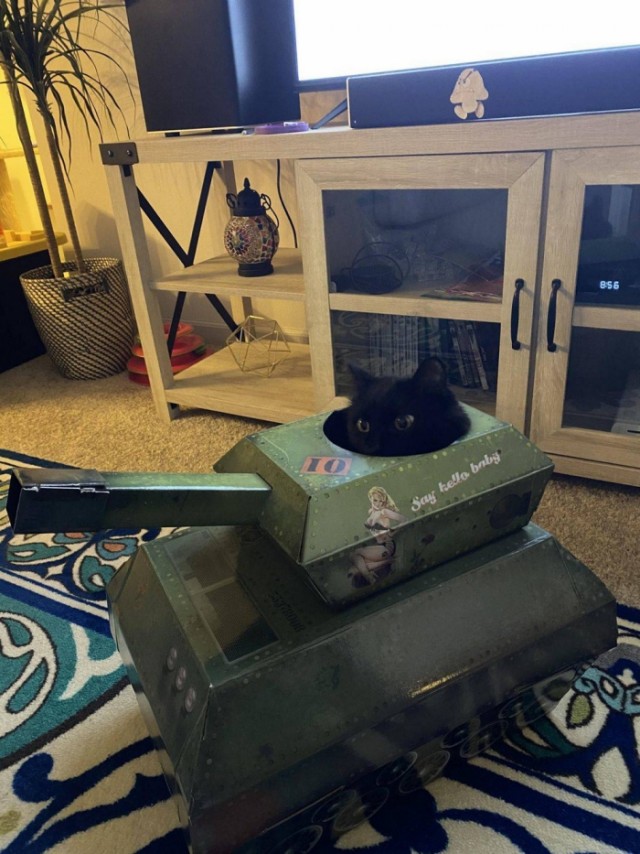 Эти забавные животные