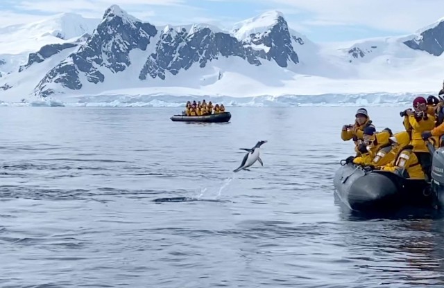 В Антарктиде пингвин спасся от косаток, заметив лодку с людьми