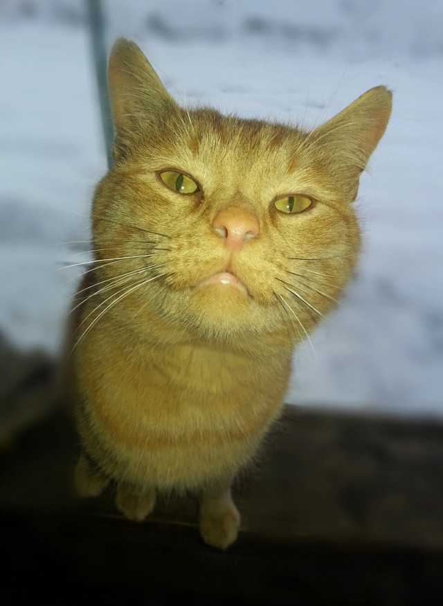 Котовторник же!