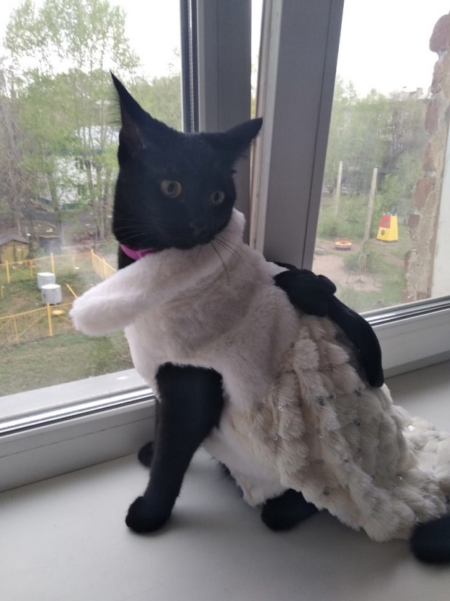 Кошки , кошечки, котяры 14.03.21