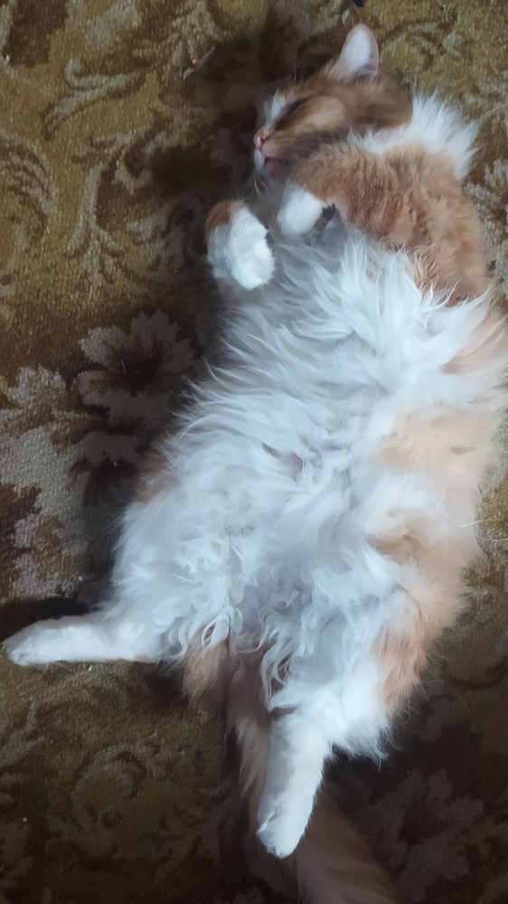 Вторник. Кото-вторник...