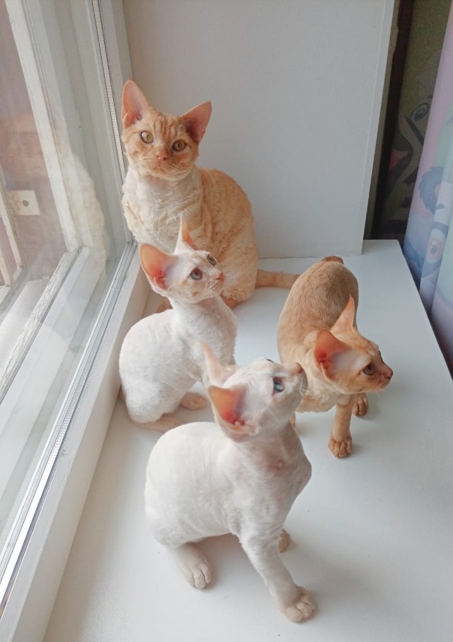 А котовторник уже начался?