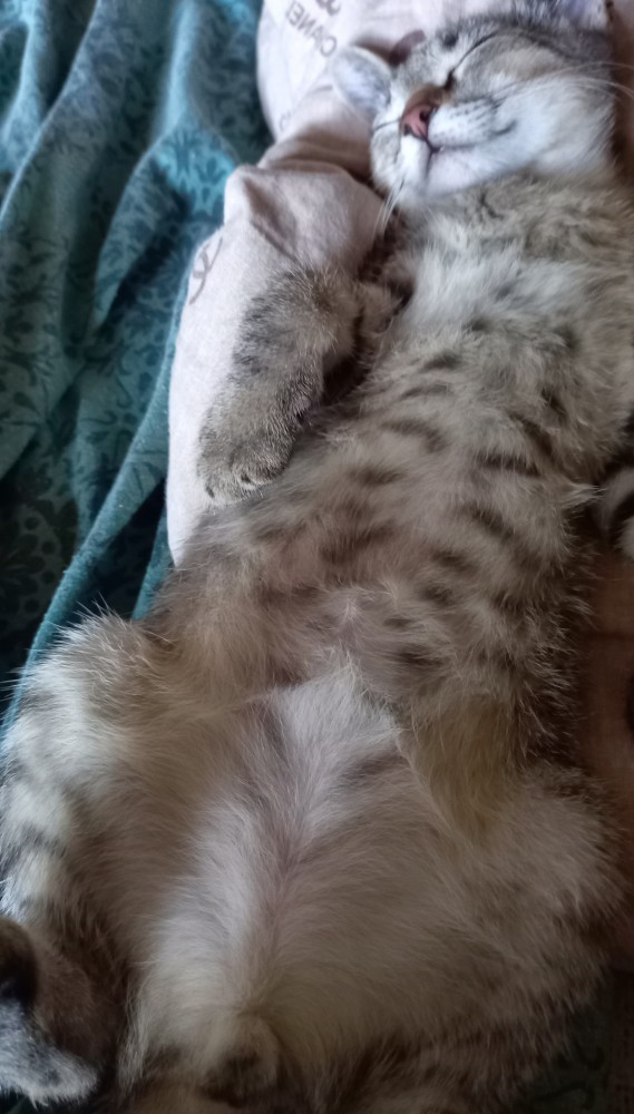 Мои личные котейки к котовторнику!