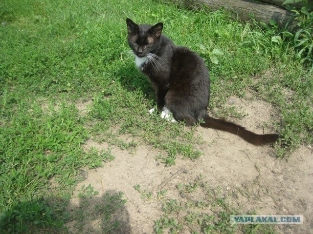Жизнь домашнего приюта для котеек 352