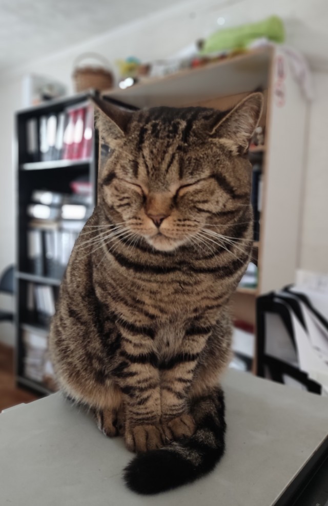 Котовторник же уже наступил?