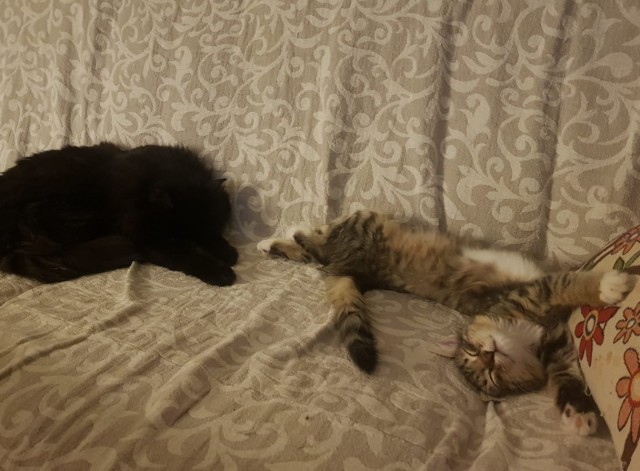 Солнце котовторника уже встало, Господа!