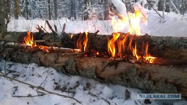 Можно ли выжить в Сибирской тайге?
