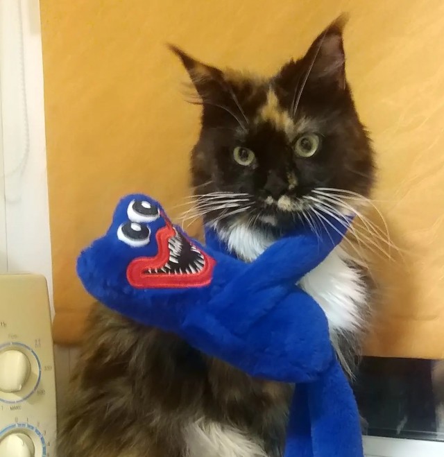 Господа и дамы ЯПа! Котовторник у нас начался! Отойдите от политоты и давайте котиков побольше!