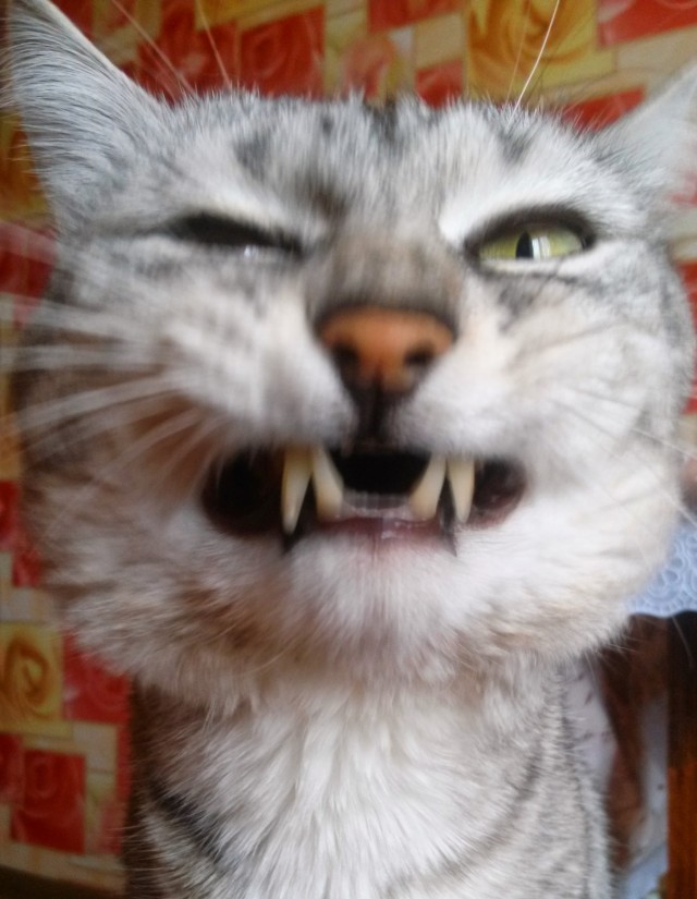 Котики не имеют национальности!!