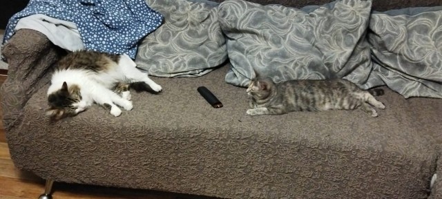 Котознатоки и котолюбители, созываю совет