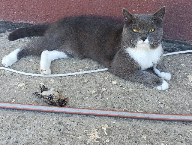 Котовторник