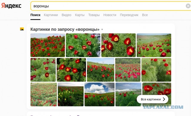 Долина диких пионов. Радищевский район Ульяновской области
