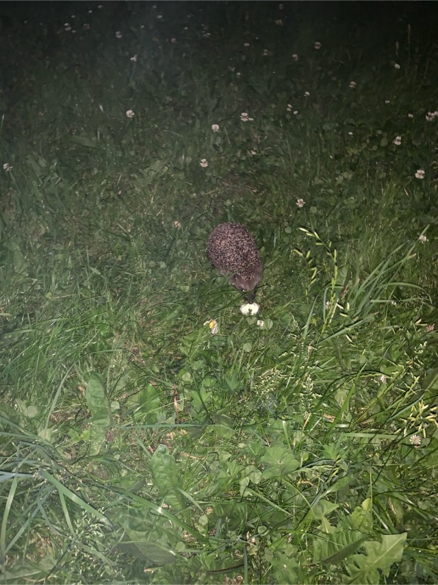 Маленький ежик