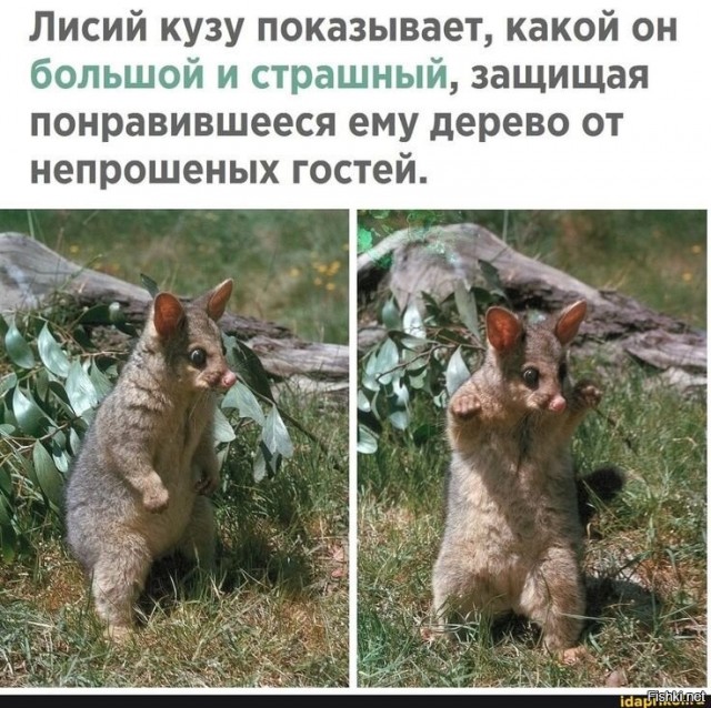 Дай ты ему уже мандаринку эту