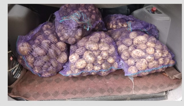 Продам урожай недорого