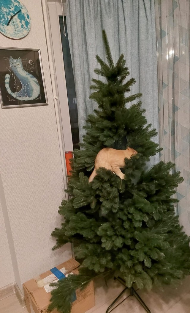 К Наде набежали женихи