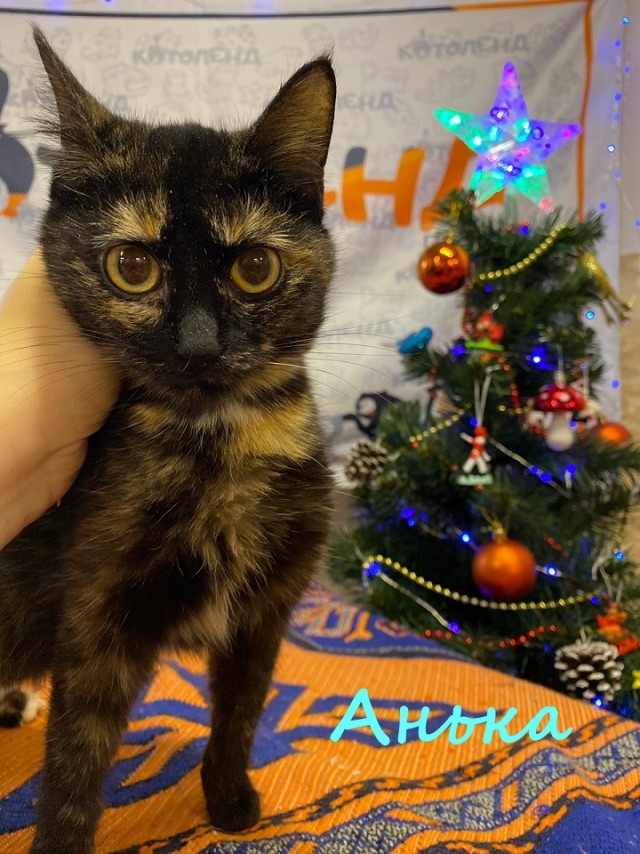 Жизнь домашнего приюта "Котоленд" 368