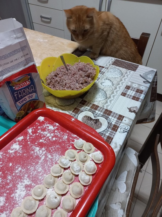 Даёшь котов в этот вторник!