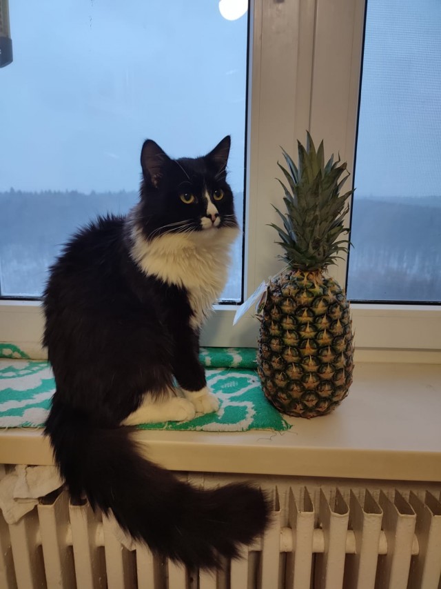 Котодракула
