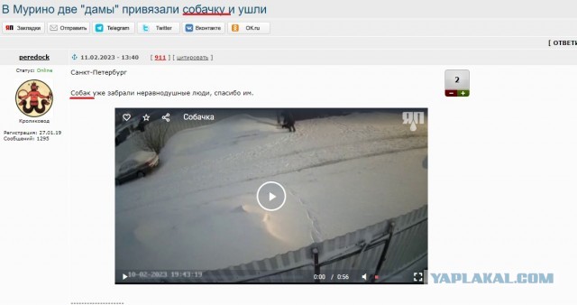В Мурино две "дамы" привязали собачку и ушли
