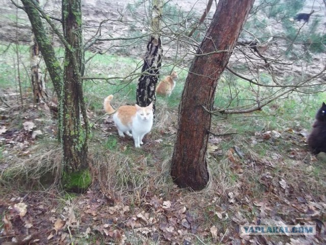 Жизнь домашнего приюта для котеек 443