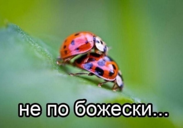 Заповеди мужика: не встречайся с чужой женой