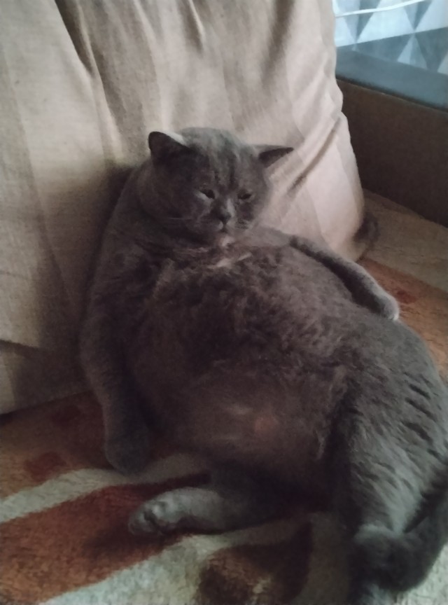 Всех с котовторником