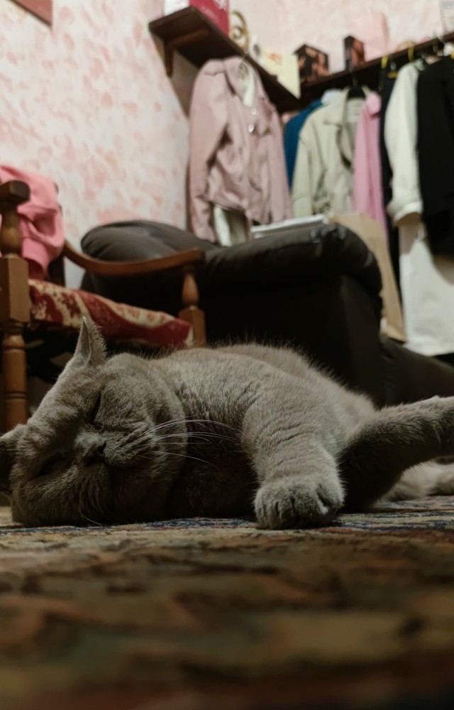 Паровая щетка для кошек