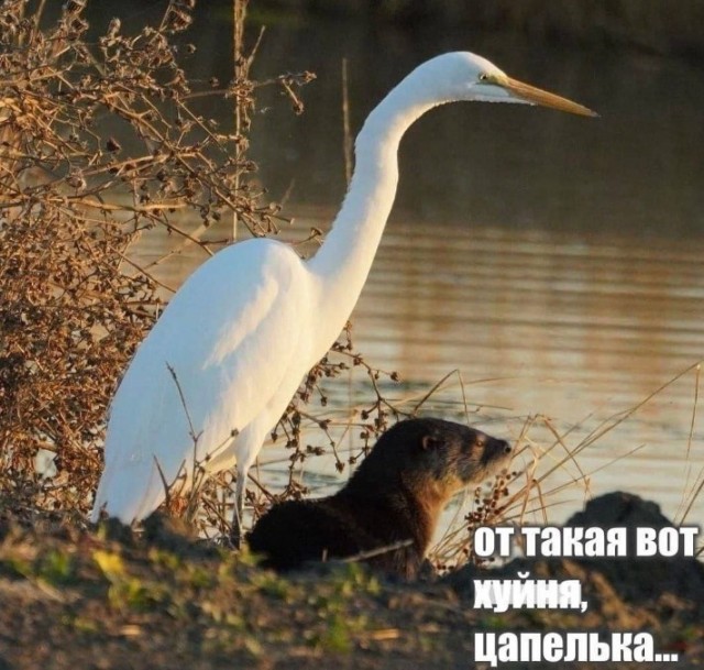 Повестка пришла сегодня