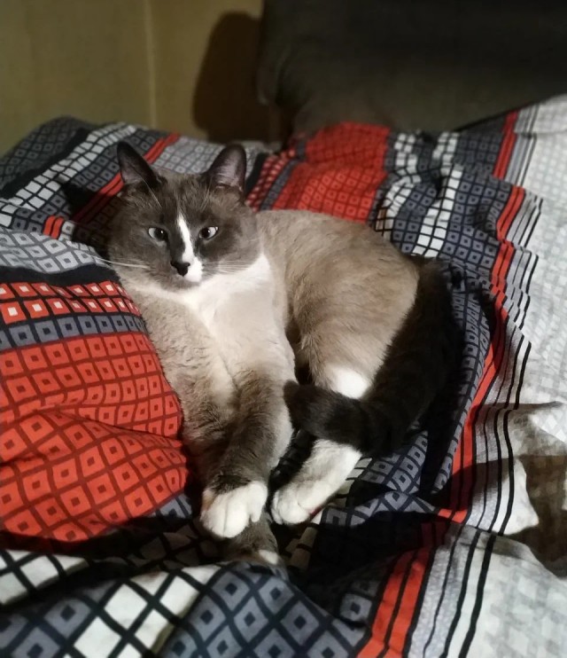 Кот, который научился доверять людям