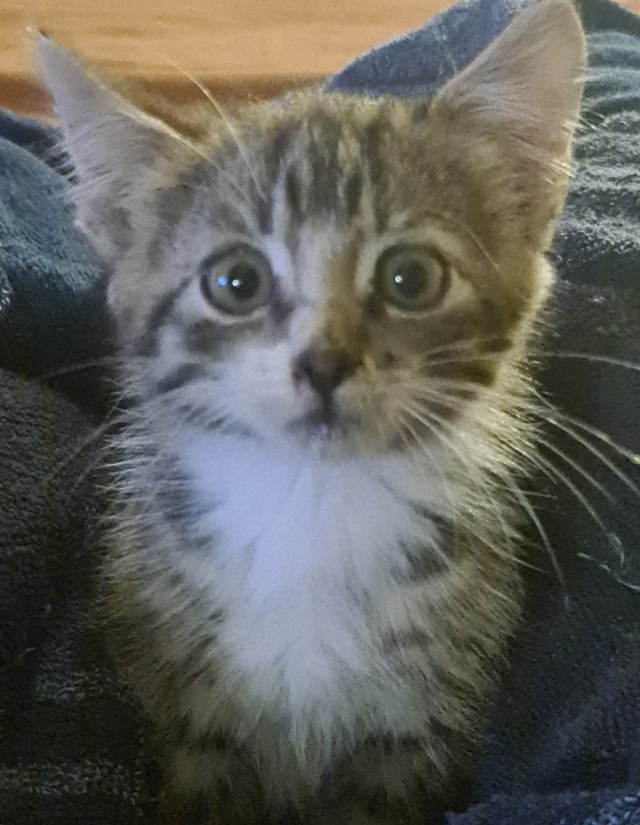 Как зовут вашего кота?