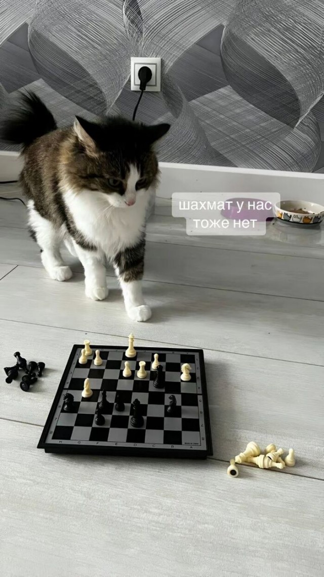 Кошка: "Это были лучшие несколько дней в моей жизни"