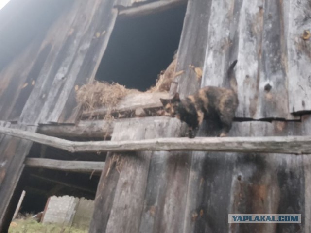 Жизнь домашнего приюта для котеек 520